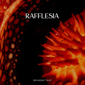 Rafflesia