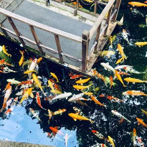 蛙鸣，大自然是最好的杰作