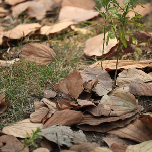 往后余生（翻自 马良）