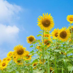 ブレイキングソバット