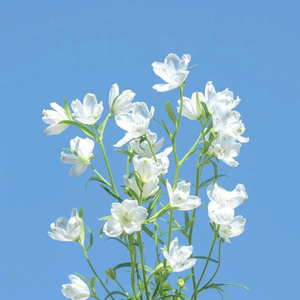 方圆几里(弹唱版)