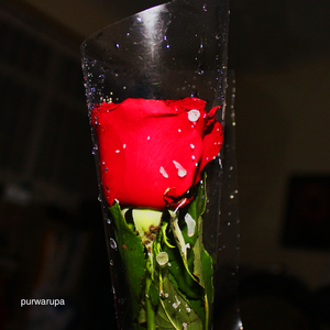 Anjing Kecil Menjadi Besar