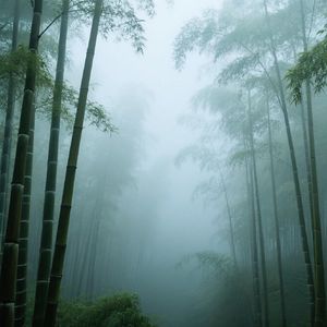 晨雾轻绕翠竹间