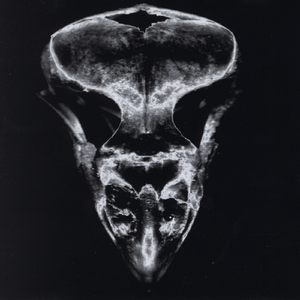 Prelude to the Attack