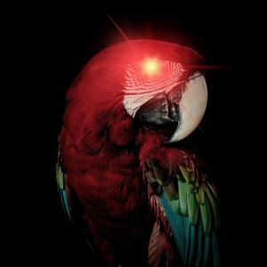 鹦鹉学舌FREESTYLE