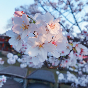 我的余生有你一半