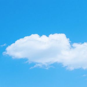 心田盛开的靛蓝