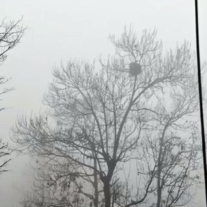 国王与法老（cover：杨和苏 法老 张馨月).mp3