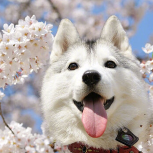 夜莺歌唱之夜(1)