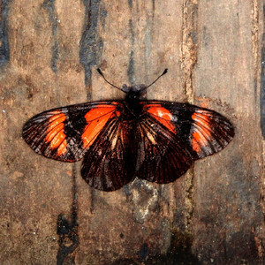 El Mensaje Confuso de los Veranos