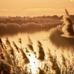 A Day Wrapped in Gold