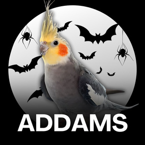 オカメインコ - アダムスファミリ (Okame-inko - Adamasu Famirī)