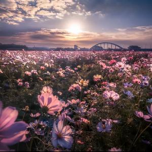 哭不进你心里的眼泪