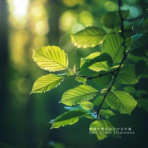 木漏れ日と静かな帰り道 – Quiet Sunset Road