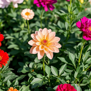 Bandah Rainy Season of Tears