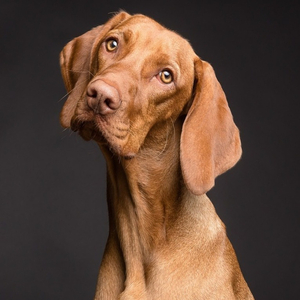 Le chant des colombes