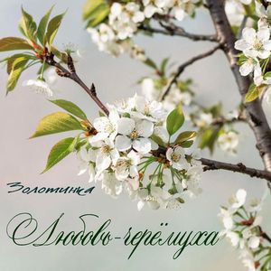 Любовь-черёмуха