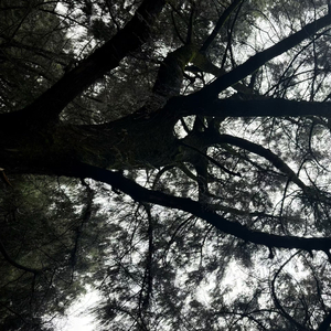 离情别恨