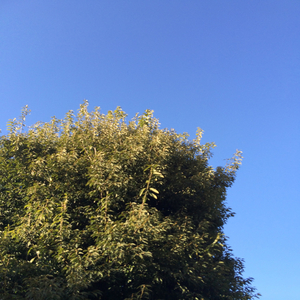 osampo biyori (original version with vocals)