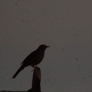 Danta (Pequeñas Existencias Fugitivas)