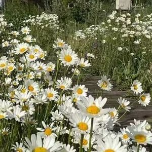 看你笑颜如花 伴奏