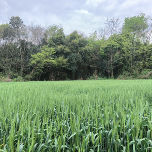 雨风吹竹