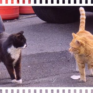 진지한 심각한 그리고 황당한 순간