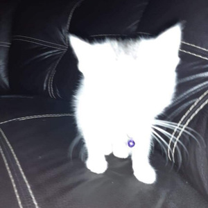 Mecaga Ser Bipolar Esta Bien Chidoxd