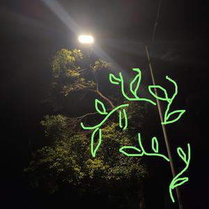 路灯上长出了森林