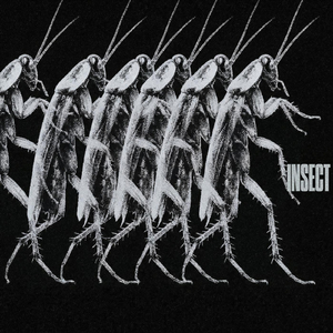 Insect