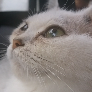 You can quietly sleep tonight