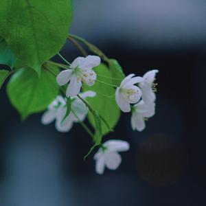 早晨的花朵