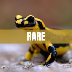 RARE