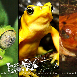 Dendrobates auratus (Black & Mint Green Morph)