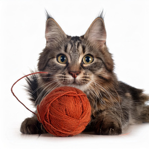 Música Relajante Para Gatos