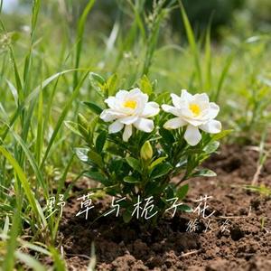 野草与栀子花 (Cover 林三七)