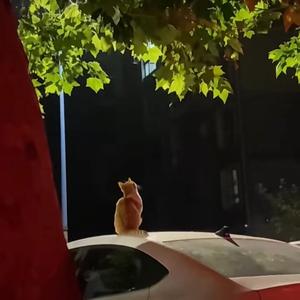 我在昨天的梦里又看见了你