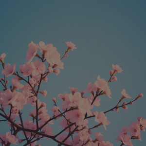 星空の下 桜咲く