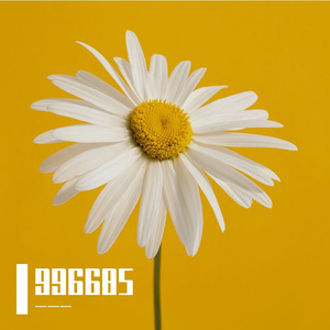 如今已不见你 伴奏