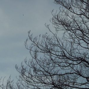 GIN-愿望的樱花~1（程嘉辉 remix）