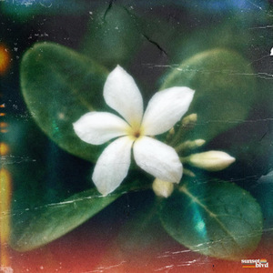 Sampaguita
