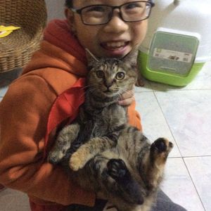 猫已逝的纪念日（不错）