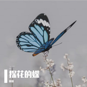 探花的蝶cover黄诗扶