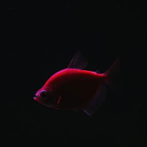 子非鱼（Prod by.Lv9）