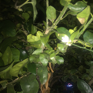 ROSAS DE COLOR ROSAS