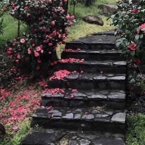 早已经忘记谁在唱着歌