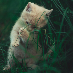 그루밍하는 아기고양이