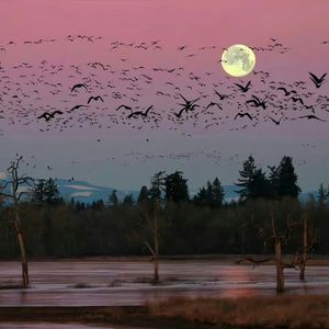 舒伯特玫瑰-男女合唱版（Live）