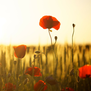 Poppy