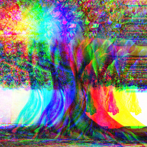 Hastane Önünde İncir Ağacı